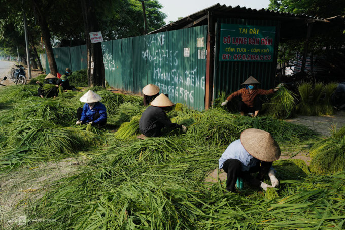 Người cao tuổi phân loại lá, cành bông lúa để kiếm thêm thu nhập tại cơ sở làm cốm tại Hà Nội